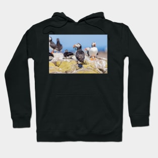 Atlantic Puffin with Sand Eels Hoodie